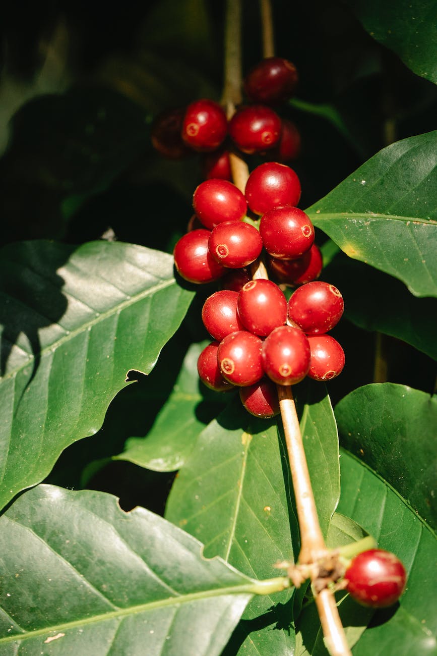 coffee berries growing on verdant tree